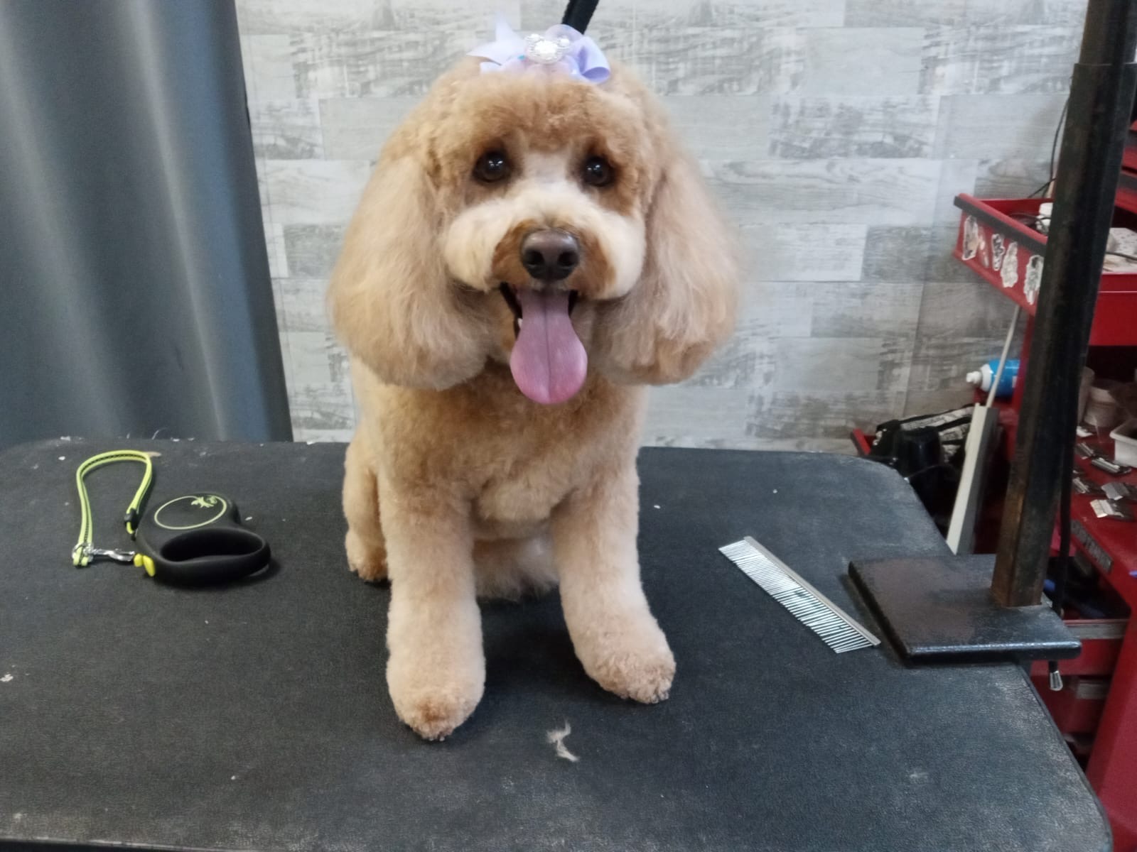 Featured dog grooming